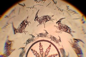 Fotogrammi del Paleolitico. Un percorso tra pubblico e privato